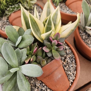 May include: A collection of potted succulents, including a snake plant with yellow and green striped leaves, and other green and pink-tinged varieties. The plants are in terracotta pots filled with small pebbles.