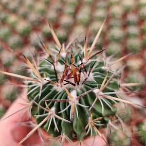 May include: A close-up of a green cactus with long, sharp spines. The cactus is in a pot and is being held by a hand.