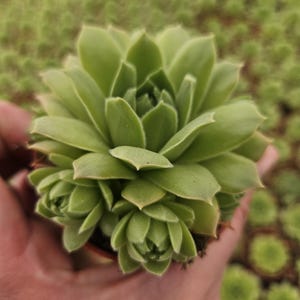 Sempervivum - Hens and Chick&#39;s - Super easy to grow Succulents - Collect them all!