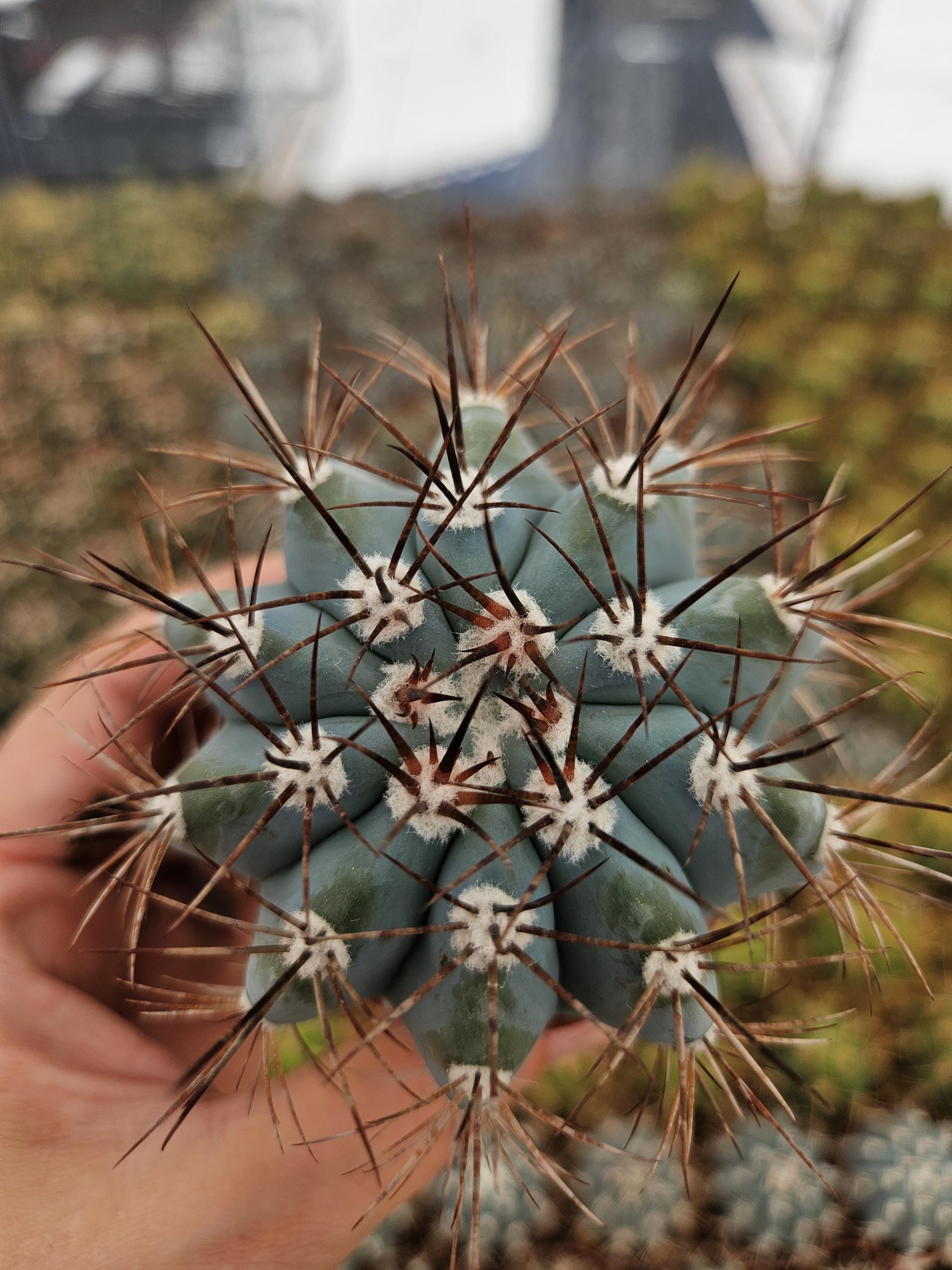 Blue Melocactus Azureus: Rare Turks Cap Cactus - 6.5cm Pot - Etsy
