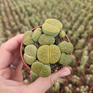 May include: A small pot of green and brown Lithops, also known as "living stones", with a speckled pattern. The plant is in a brown pot and is being held by a hand.