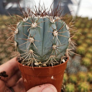 Turk's Cap Cactus - Etsy
