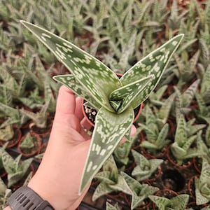 Partridge Aloe - Etsy