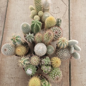May include: A collection of small potted cacti in various shapes and sizes, arranged in a circular pattern on a wooden surface. The cacti are a mix of green and brown hues, with some having white spines.