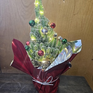 May include: A small cactus plant shaped like a Christmas tree, decorated with red and green bells and white lights, in a red foil-wrapped pot.