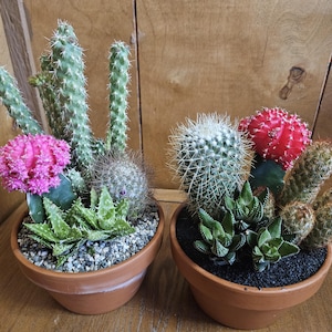 May include: Two terracotta pots filled with a variety of cacti and succulents. The pot on the left has a pink cactus flower and the pot on the right has a red cactus flower.
