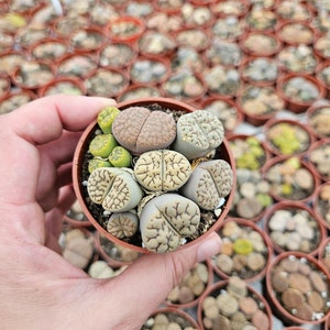 May include: A small terracotta pot filled with a variety of small, round, green and brown succulents. The succulents have a unique, textured surface.