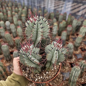 6&quot; Euphorbia horrida - Rare Cacti - Multiple in a pot - Gorgeous and Healthy!