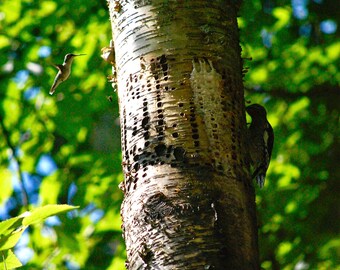 Limited Edition Fine Art Nature Photograph Hummingbird Woodpecker Bee Birch Tree Wisconsin Archival Quality Print