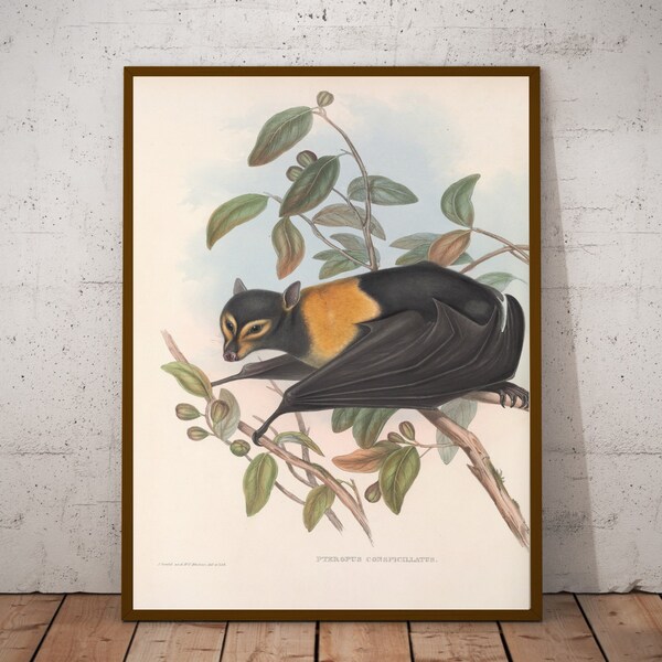 Australian Bat, John Gould, animal print, scientific artworks, nature art, birds and animals, vintage illustration, eclectic home decoration