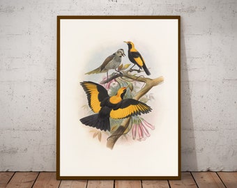 Birds of paradise, Sericulus melinus, vintage animal Art, Vintage Illustration, eclectic home decoration, Animal painting, poster