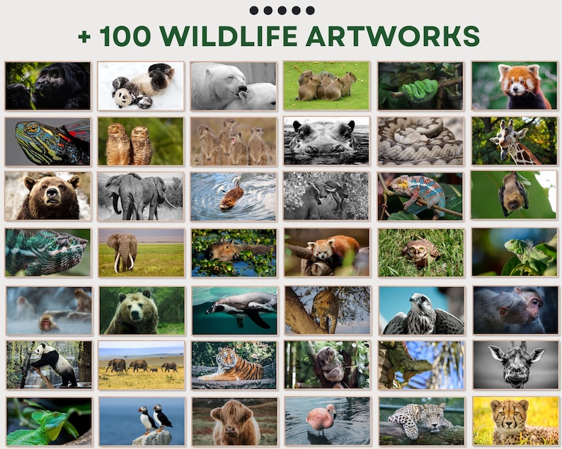 May include: A collage of 48 images featuring various wildlife animals, including a panda, a tiger, a cheetah, a red panda, a bear, an elephant, a giraffe, a monkey, a bird, a fish, a reptile, and a frog. The images are arranged in a grid pattern and are all in a natural setting.
