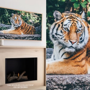 May include: A close-up of a tiger lying on a rock. The tiger has orange and black stripes and is looking directly at the camera. The tiger is surrounded by green foliage.
