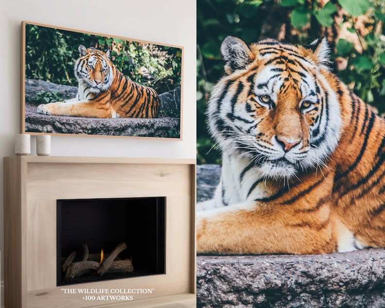 May include: A close-up of a tiger lying on a rock. The tiger has orange and black stripes and is looking directly at the camera. The tiger is surrounded by green foliage.