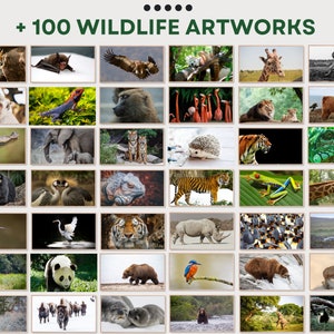 May include: A collage of 36 images featuring various wildlife animals, including a tiger, a bat, a giraffe, a rhinoceros, a panda, a bear, a monkey, a bird, a crocodile, a snake, a hedgehog, a frog, and a deer. The images are arranged in a grid pattern and are all in color.