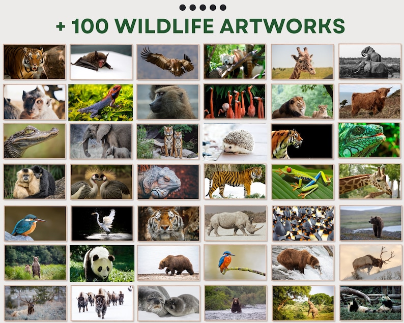 May include: A collage of 36 images featuring various wildlife animals, including a tiger, a bat, a giraffe, a rhinoceros, a panda, a bear, a monkey, a bird, a crocodile, a snake, a hedgehog, a frog, and a deer. The images are arranged in a grid pattern and are all in color.