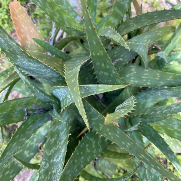 Soap aloe, zebra aloe, aloe maculata, aloe saponaria houseplant or outside