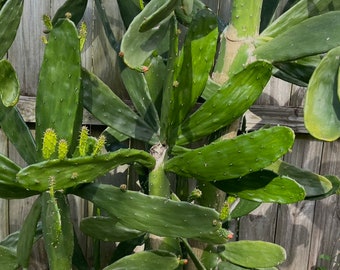 Feigenkaktus Nopal Kaktus Pulver, Wildcrafted Nopales | Opuntie  Ficus-Indica - Etsy sterreich