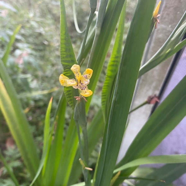 Yellow walking iris, hand of God, Neomarica longifolia, Apostle Iris, Steyermark's Trimezia- Rooted plants in pot and bare plantlet options