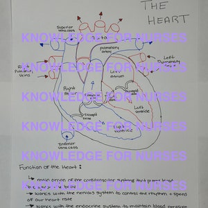 The Heart Anatomy and Blood Flow Quick Study Guide for nurses/nursing students