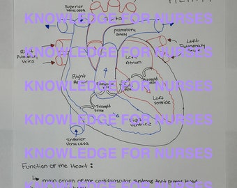 The Heart Anatomy and Blood Flow Quick Study Guide for nurses/nursing students