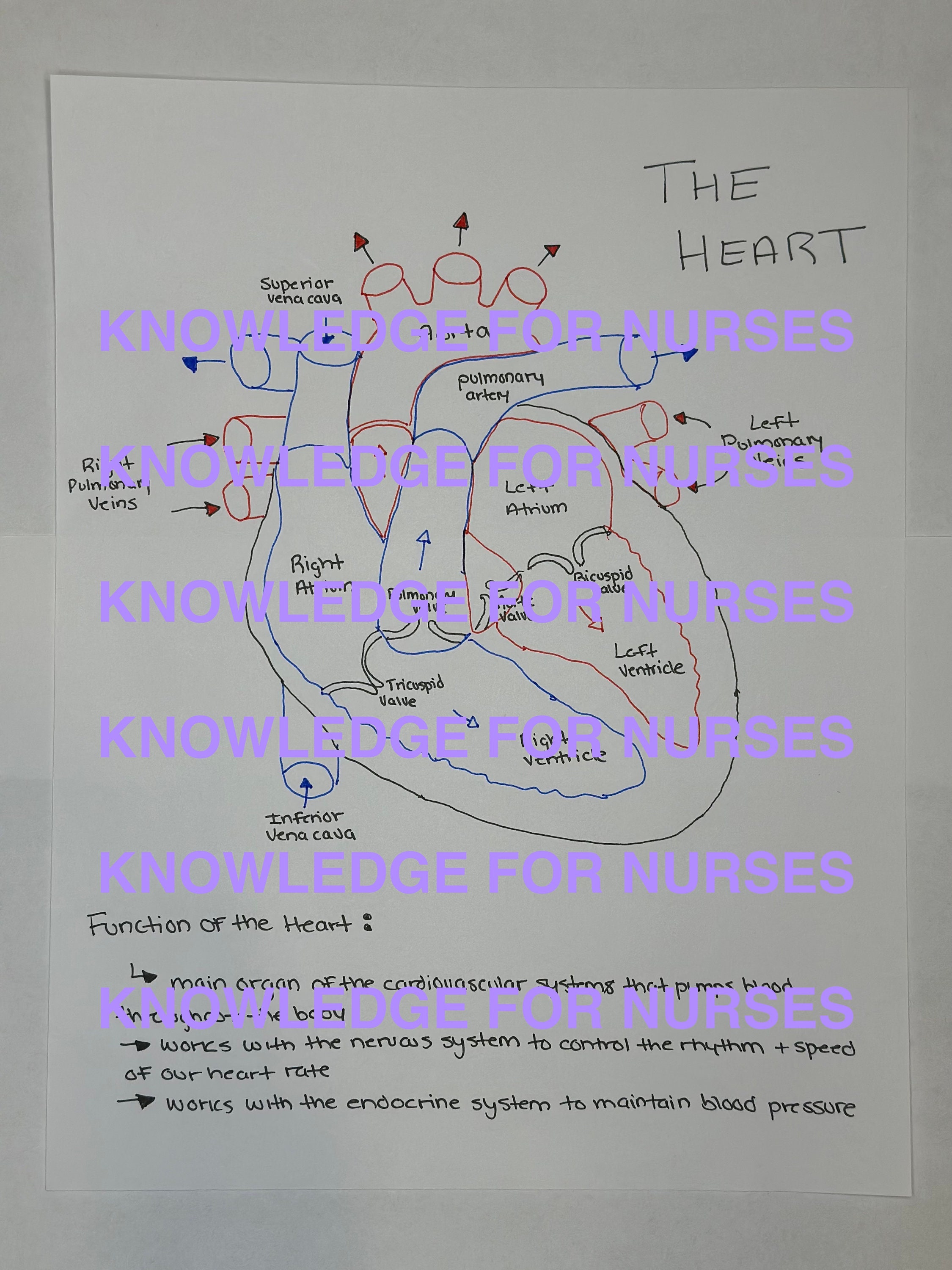 The Heart Anatomy and Blood Flow Quick Study Guide for Nurses/nursing ...