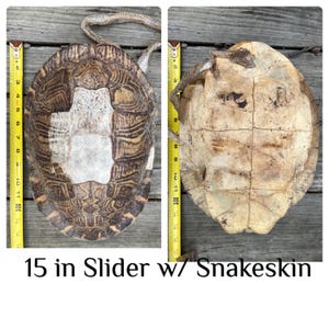 Natural Louisiana Turtle Shells