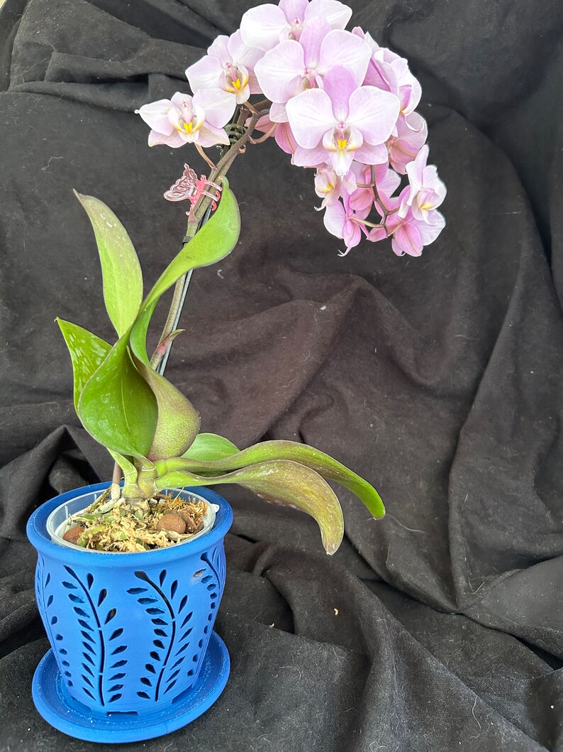 3D Printed Orchid Pot 3 Inch / 8 Cm Diameter True Blue Filament, Matte ...