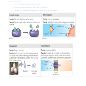 Enzymes and Proteins