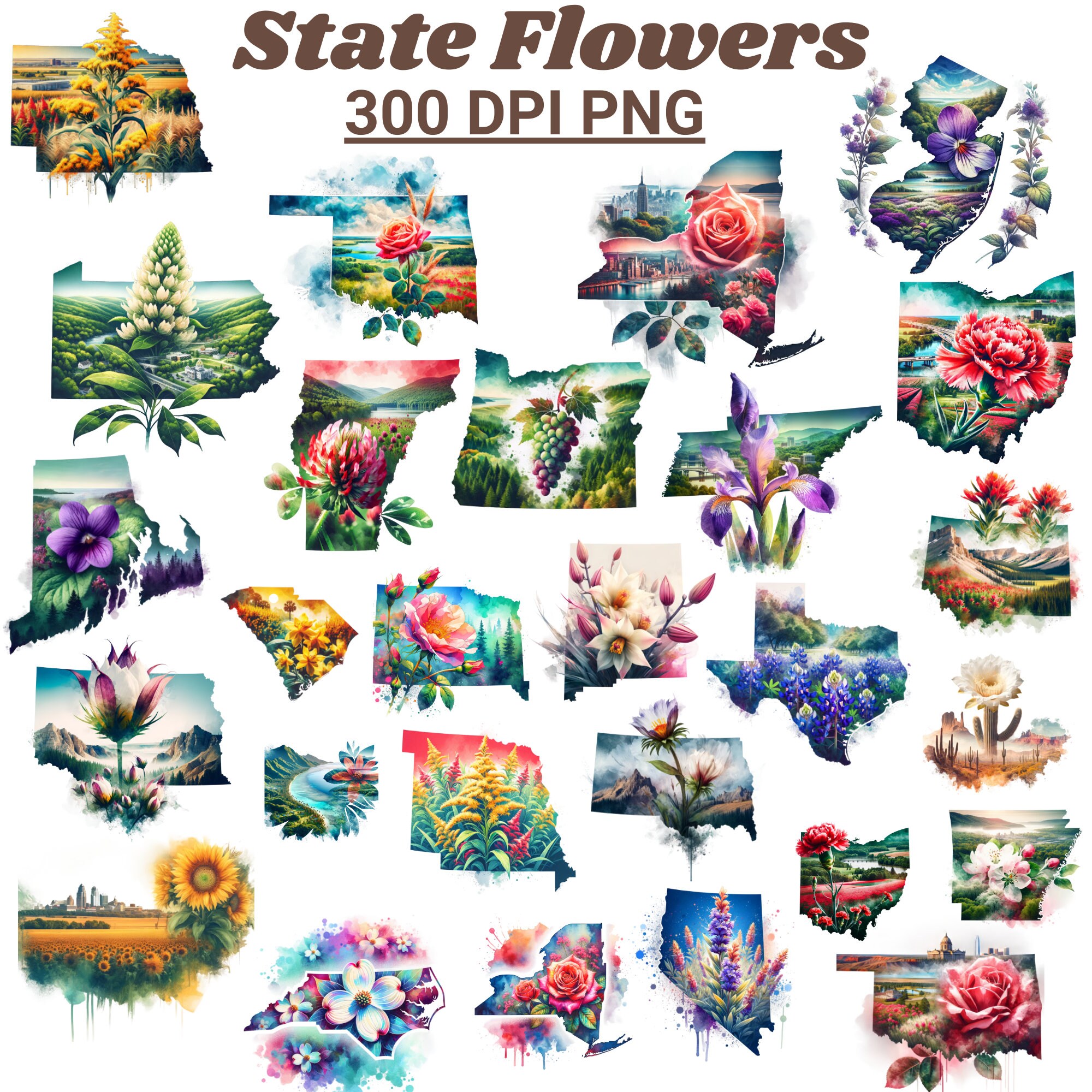 50 States &amp; State Flowers Digital Clipart, SVG/PNG Transparent, High-resolution 300 DPI ...