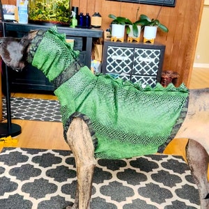 Dog dressed like alligator discount
