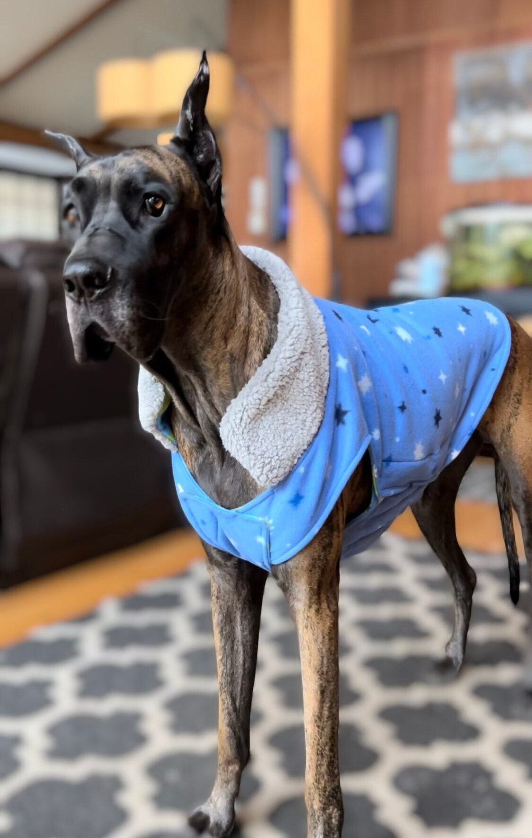 Great Dane/big Dog Double Layered Fleece Cold Weather Vest/coat With