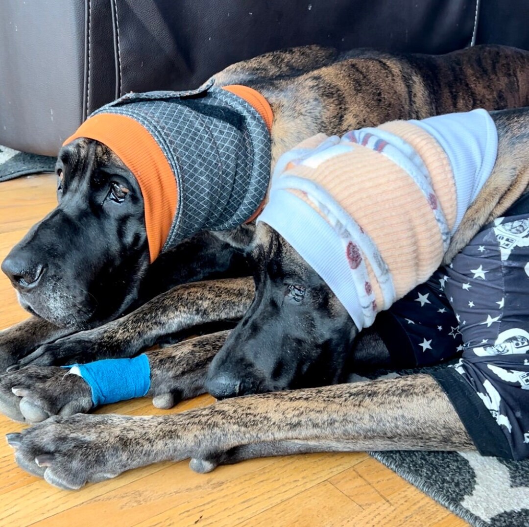 Thundersnood. Anxiety Relief Dog Ear Muffs During Fireworks