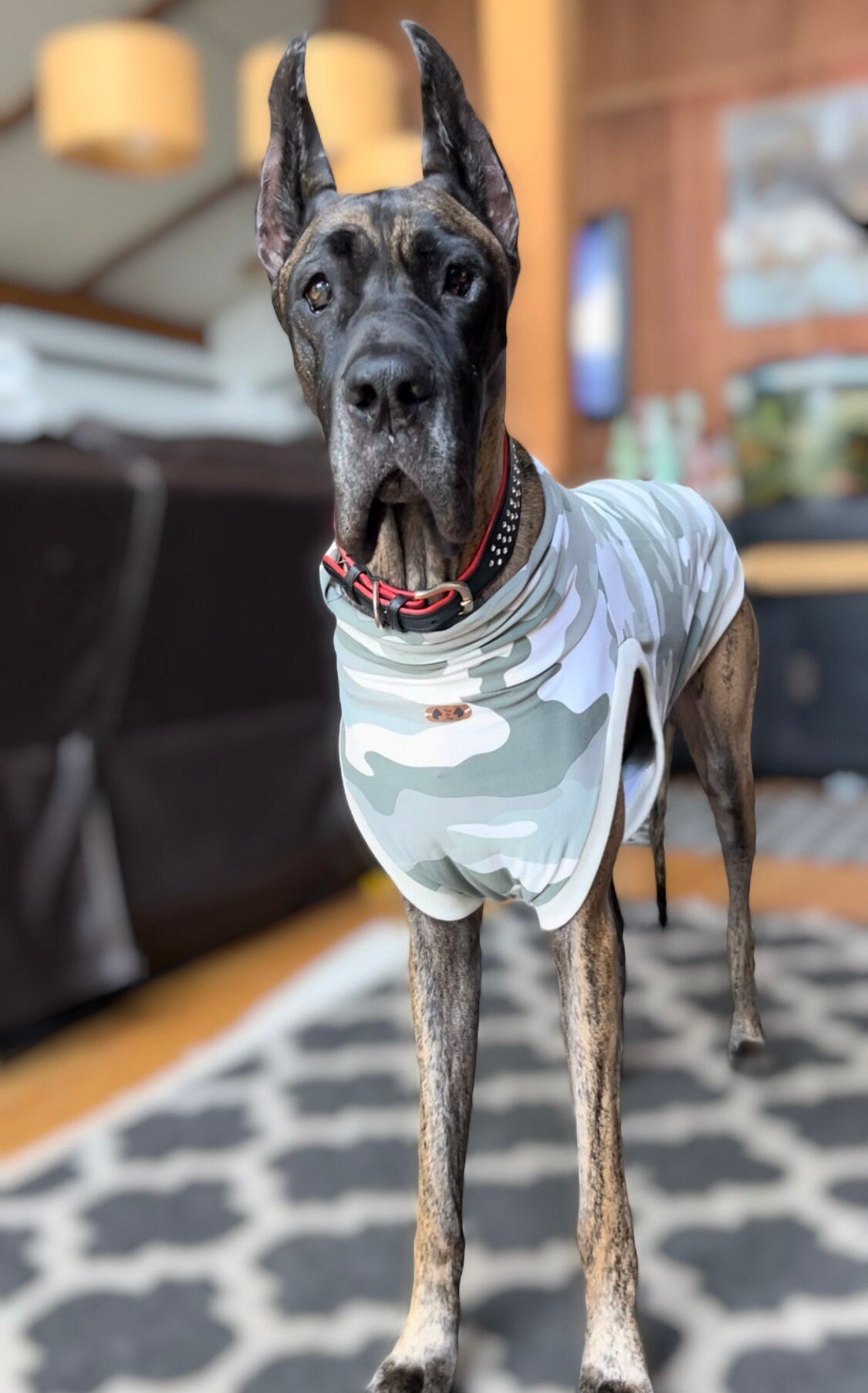 Great dane apparel for dogs discount