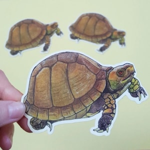 Box Turtle Vinyl Sticker // Animal Sticker // Nature Sticker // Hand Drawn Sticker // Large Vinyl Sticker // Turtle Gift