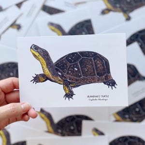 Blanding’s Schildkröte Postkarte // Wildtiere Postkarte // Tierpostkarte