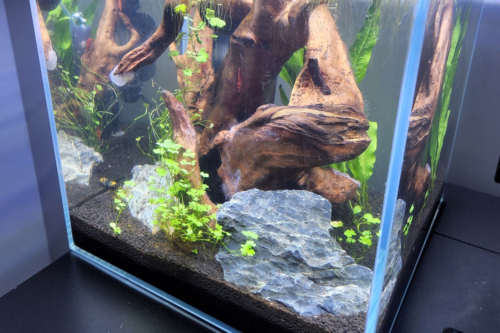 Aquarium Plant Anchors Etsy