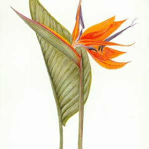 Watercolor Print: Bird of Paradise
