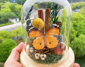 Spécimen de papillon tacheté d'or dans un dôme en verre avec des plantes séchées, des cadeaux pour la décoration intérieure/de vrais insectes muraux/cadeaux d'anniversaire faits main de papillon