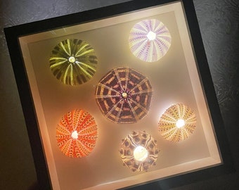 Sea Urchin LED Light in Framed Sea Shell Night Light Kid Gift For Bedroom Vintage Home decor/frame birthday gift/best wall art gift for mom