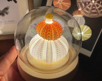Sea Urchin Mushroom Night Light in Glass Dome with Sea Urchin Shell Table Lamp for Kids Bedroom decor mushroom lover gift for mom best gifts