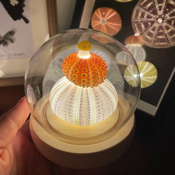 Sea Urchin Mushroom Night Light in Glass Dome with Sea Urchin Shell Table Lamp for Kids Bedroom decor mushroom lover gift for mom best gifts