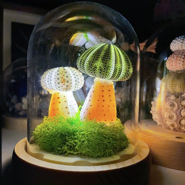 Sea Urchin Light Etsy sea-urchin-light-etsy
