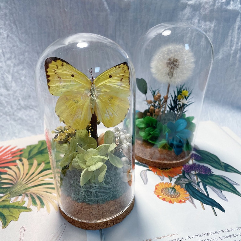 Beautiful Yellow Green Butterfly Home Decor/vintage Dried Plant Glass