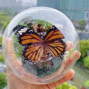 Preserved Tabby butterfly specimen Glass Dome/Dried plants Glass Cloche/Butterfly Specimen birthday gifts/home decor for her mothers day