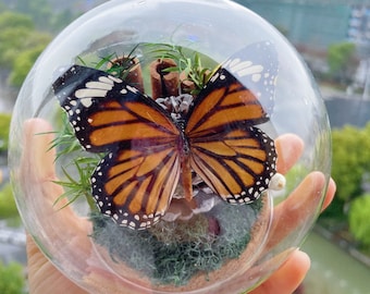 Preserved Tabby butterfly specimen Glass Dome/Dried plants Glass Cloche/Butterfly Specimen birthday gifts/home decor for her mothers day