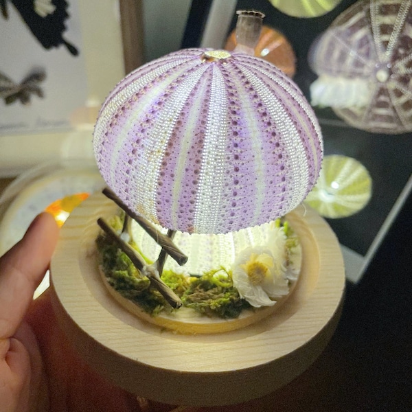 Mushroom Table Lamp in Galss Dome with sea Urchins Night Light gift for home/natural birthday gifts handmade lamp wall art/mothers day gift