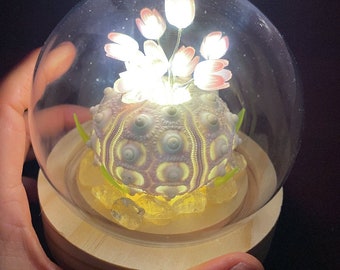 Tulip Sea Urchin LED Night Light Glass Dome with Natural Shell Night Lamp for birthday gifts decor Seashell home decor Gift for her best