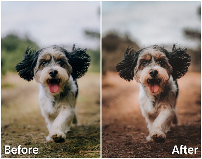20 Lightroom Presets Puppy Lovers Part 1 Animal Preset Dog Etsy