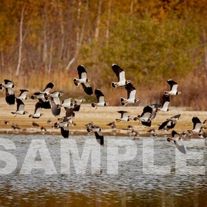 Lapwings flying over lake - DIGITAL DOWNLOAD, bird photograph, digital photograph, printable image, wall art, bird print, digital image